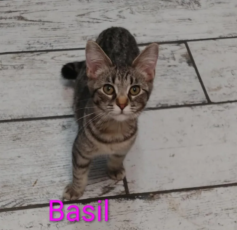 A baby medium-sized female Black & White / Tuxedo Domestic Short Hair cat named Basil for adoption in Boone, CO
