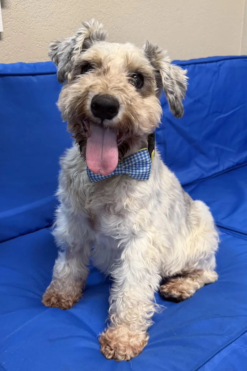 A senior small-sized male Gray / Blue / Silver Schnauzer dog named Jax for adoption in Plant City, FL