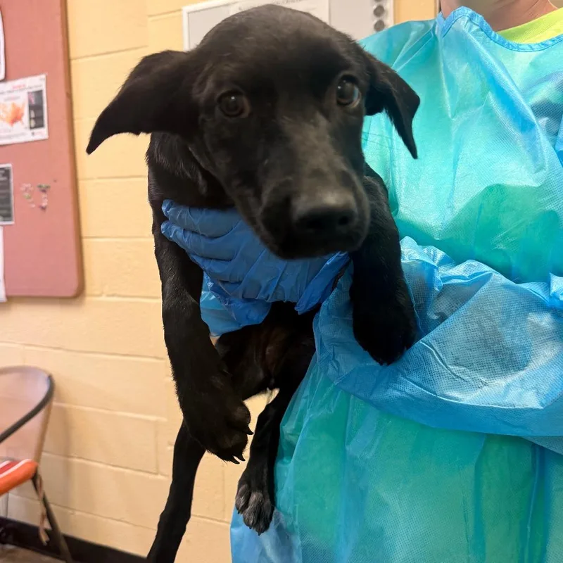 A baby small-sized female Black Mixed Breed dog named Georgia for adoption in Corinth, MS