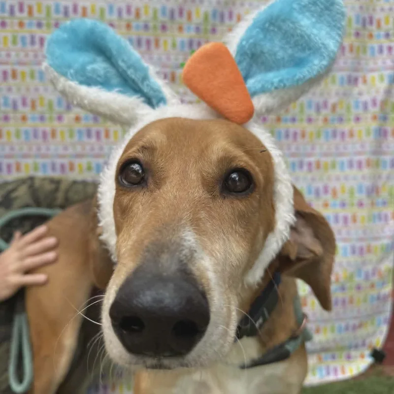 An adult medium-sized female Yellow / Tan / Blond / Fawn Hound dog named Harper for adoption in Smithfield, NC
