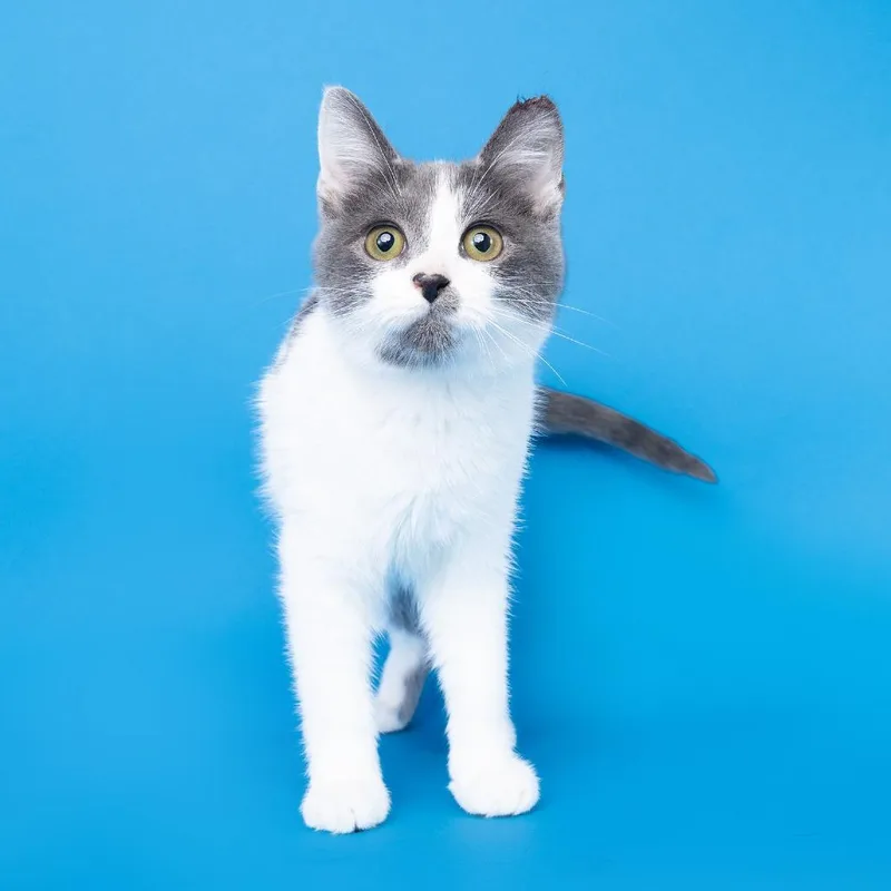 A baby small-sized male Domestic Short Hair cat named Vol for adoption in Franklin, TN
