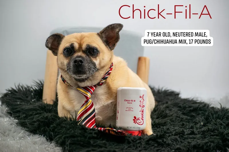 An adult small-sized male Yellow / Tan / Blond / Fawn Pug dog named Chick Fil A for adoption in Sevierville, TN