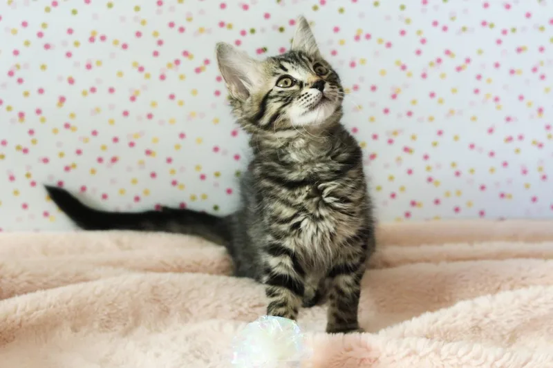 Rosie Cuddlestoo thumbnail 3