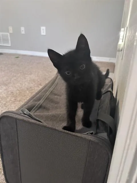 A baby small-sized female Domestic Short Hair cat named Jade for adoption in Tallahassee, FL