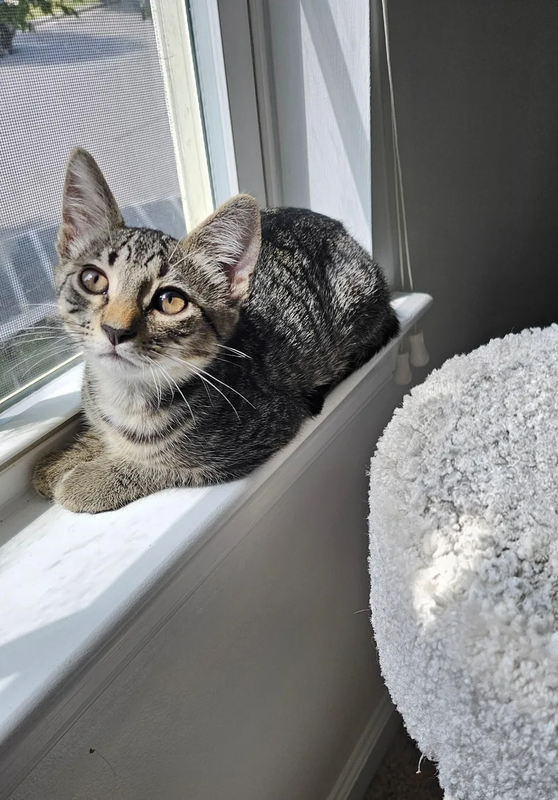 A baby small-sized male Domestic Short Hair cat named Simba for adoption in Davidson, NC