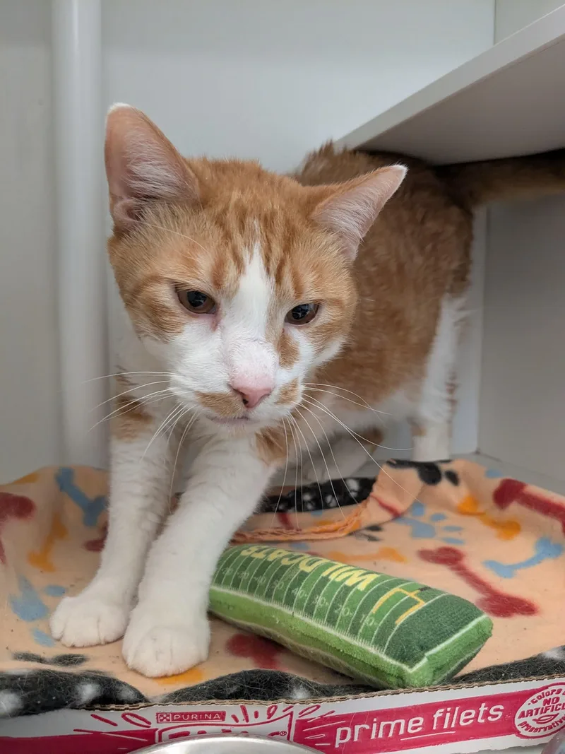 A senior large-sized male Orange & White Domestic Short Hair cat named Haboob for adoption in Evanston, IL