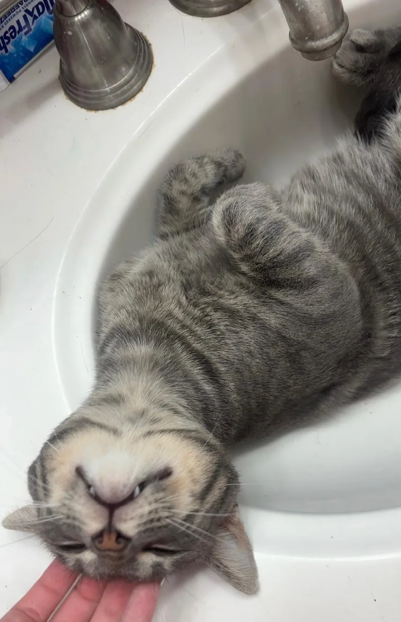 A young medium-sized male Tabby cat named Greyson for adoption in MONTGOMERY, TX
