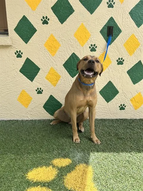 A young medium-sized male Hound dog named Dean for adoption in Winter Haven, FL