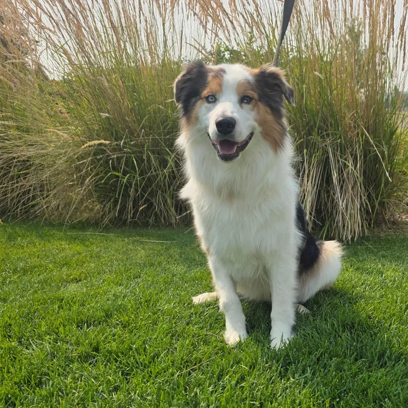 Archie