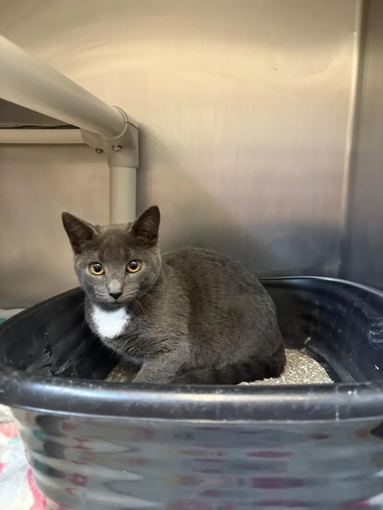 A baby small-sized female Gray & White Domestic Short Hair cat named Roxanne for adoption in Bowling Green, OH