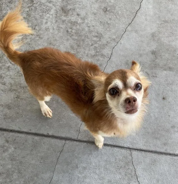 An adult small-sized male Chihuahua dog named A for adoption in Palmetto, FL
