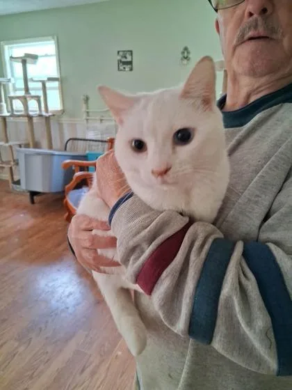 An adult medium-sized female Domestic Short Hair cat named Bianca for adoption in Fairfax, VA