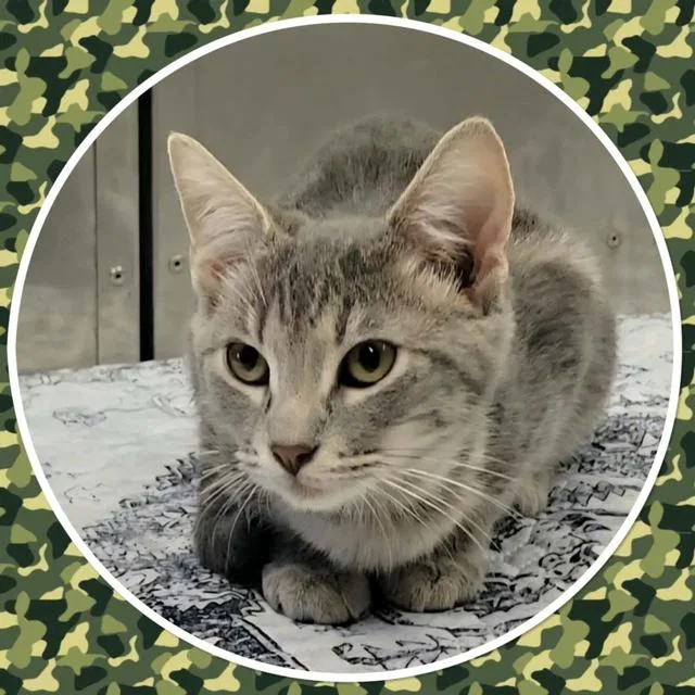 A baby small-sized male Tabby (Gray / Blue / Silver) Domestic Short Hair cat named Smokey for adoption in Buckhannon, WV