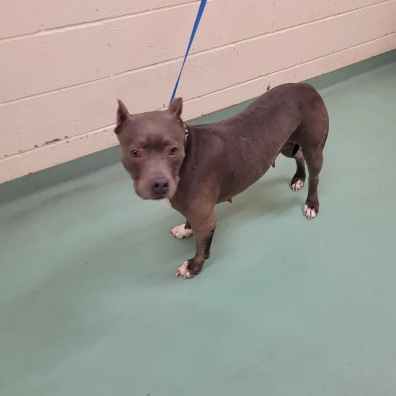 An adult medium-sized female Gray / Blue / Silver Mixed Breed dog named Macy Gray for adoption in Memphis, TN