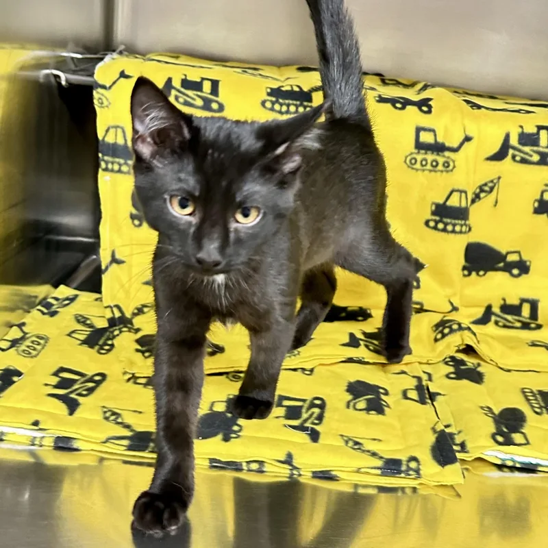 A young small-sized male Black Domestic Short Hair cat named Duke for adoption in Crestwood, MO
