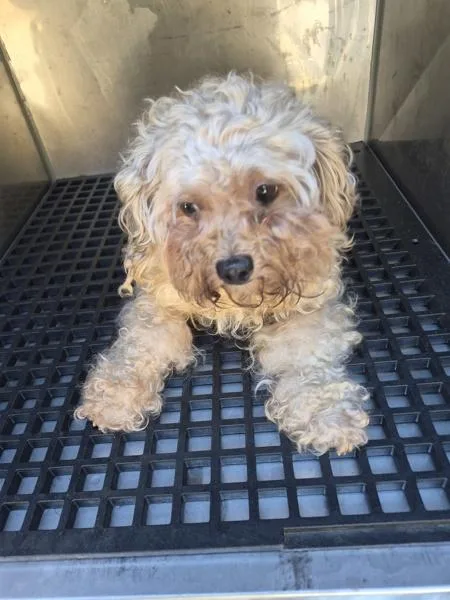 An adult small-sized female Standard Poodle dog named Ic for adoption in Lawrenceville, GA