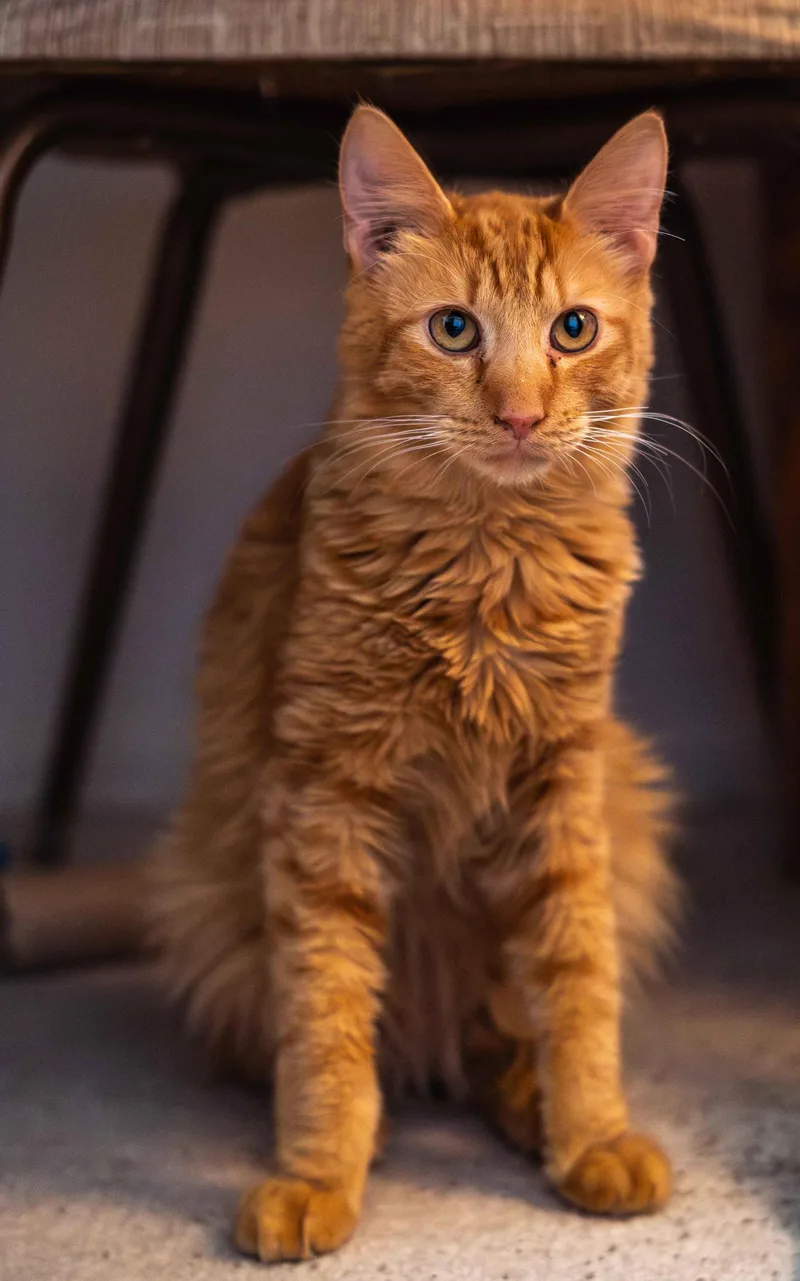 A baby medium-sized male Tabby (Orange / Red) Domestic Medium Hair cat named Velcro for adoption in Colorado Springs, CO