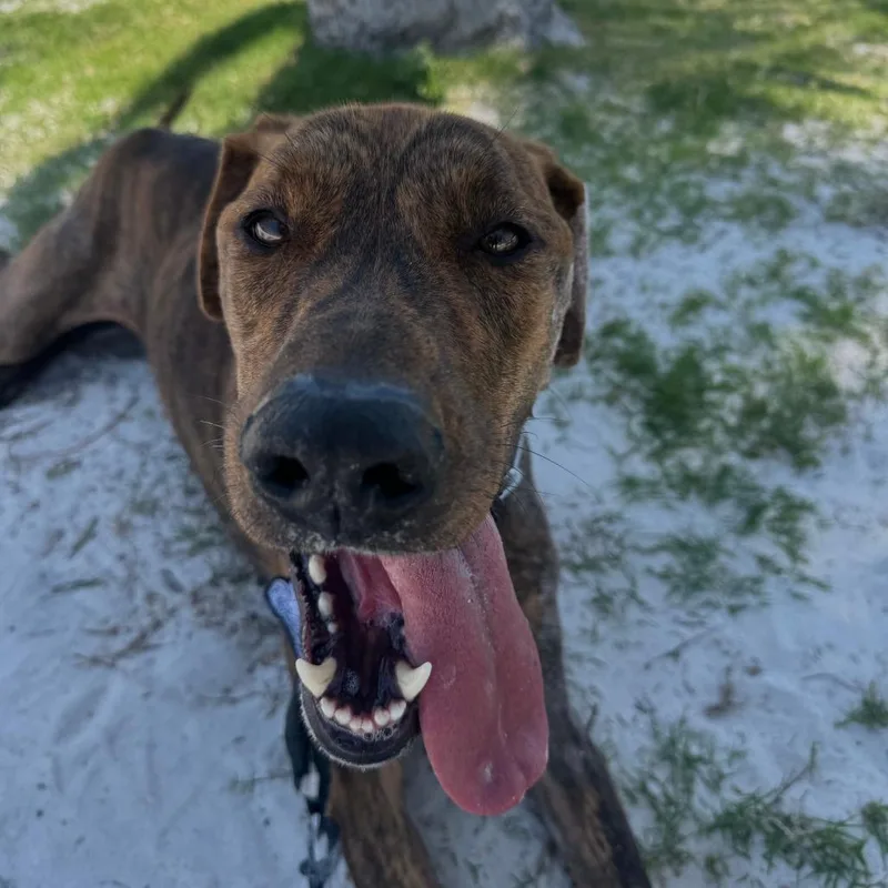 An adult large-sized male Brindle Plott Hound dog named Bruno for adoption in West Palm Beach, FL
