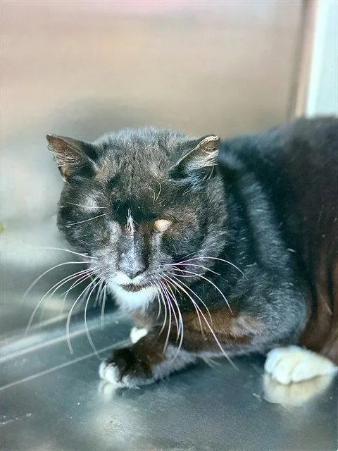 An adult large-sized male Black & White / Tuxedo Domestic Short Hair cat named Lincoln for adoption in Tavares, FL