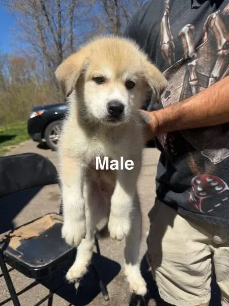 A baby large-sized male Apricot / Beige Husky dog named Oscar for adoption in Mora, MN