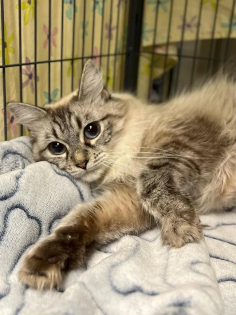 A young medium-sized female Domestic Long Hair cat named Dolly Purrton for adoption in Hamilton, OH