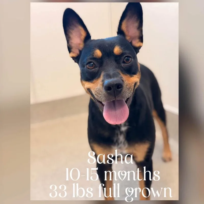 Sasha thumbnail 3