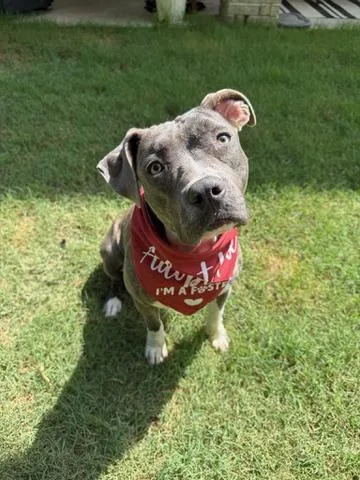 A young medium-sized female Brindle American Staffordshire Terrier dog named Violet for adoption in Houston, TX
