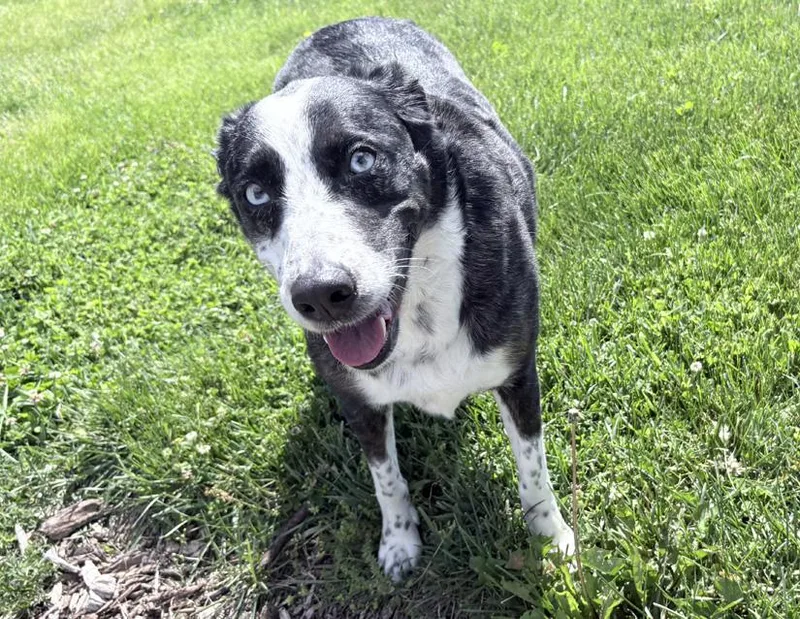 An adult medium-sized female Black Australian Shepherd dog named Padme for adoption in Columbus, IN