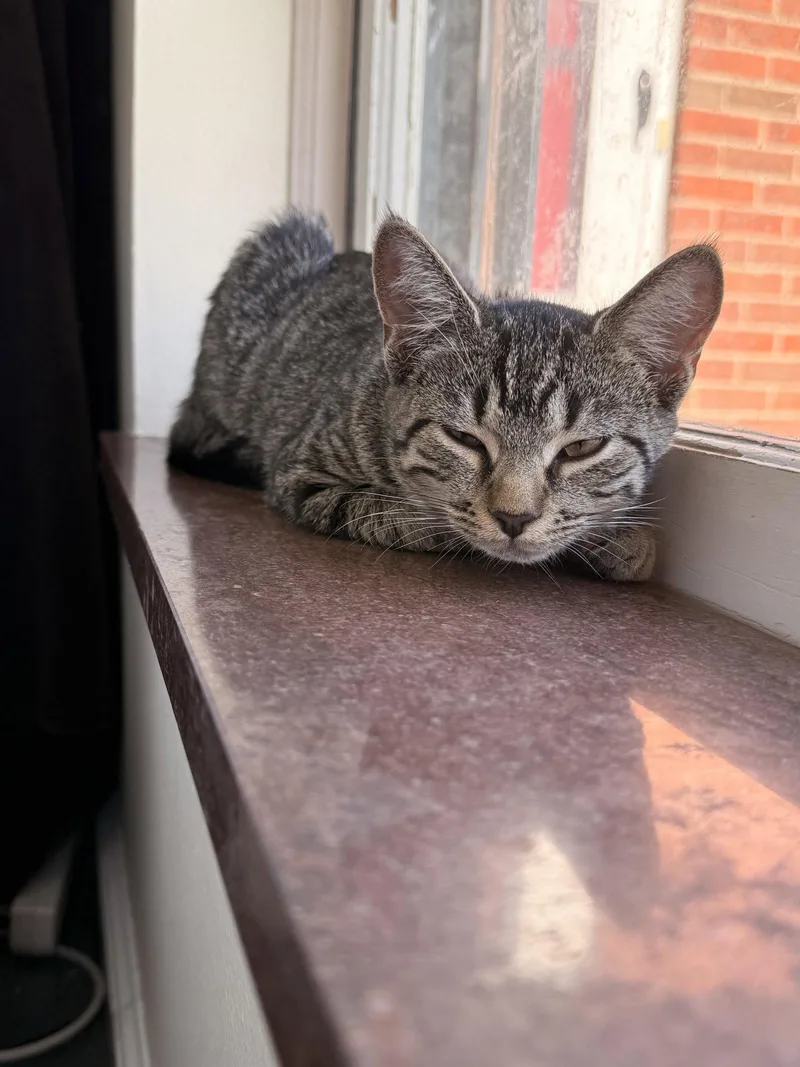 A baby medium-sized female Domestic Short Hair cat named Cinco for adoption in Walled Lake, MI