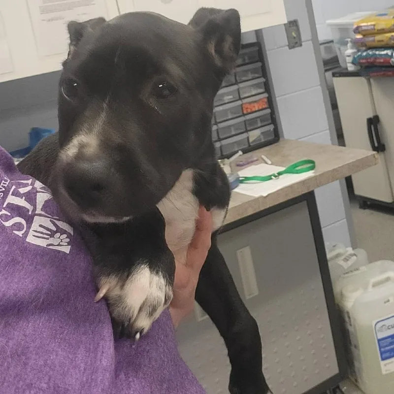 A baby medium-sized male Black Mixed Breed dog named Havoc for adoption in Martinsville, VA