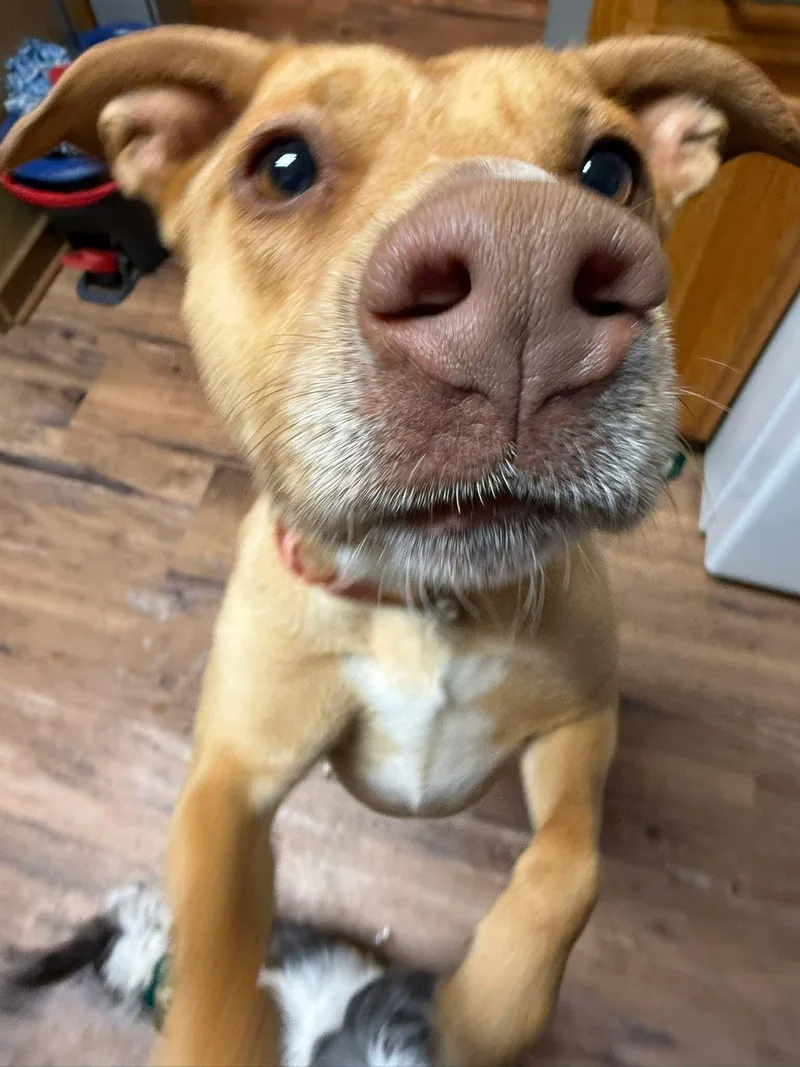 An adult medium-sized female Yellow / Tan / Blond / Fawn Yellow Labrador Retriever dog named Angel for adoption in Salamanca, NY