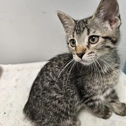 A baby small-sized female Domestic Short Hair cat named Silky for adoption in Janesville, WI