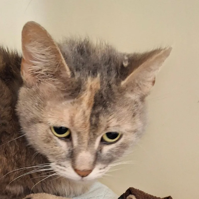 An adult medium-sized female Gray / Blue / Silver Domestic Short Hair cat named Angel for adoption in Zanesville, OH