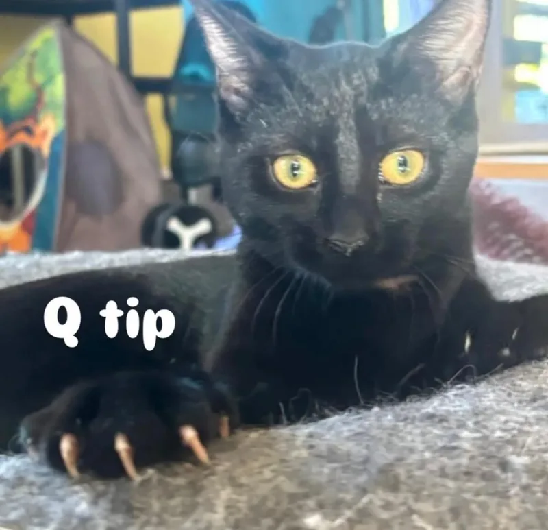 A baby small-sized female Domestic Short Hair cat named Qtip Aka Quinn Prospect for adoption in Gorham, ME