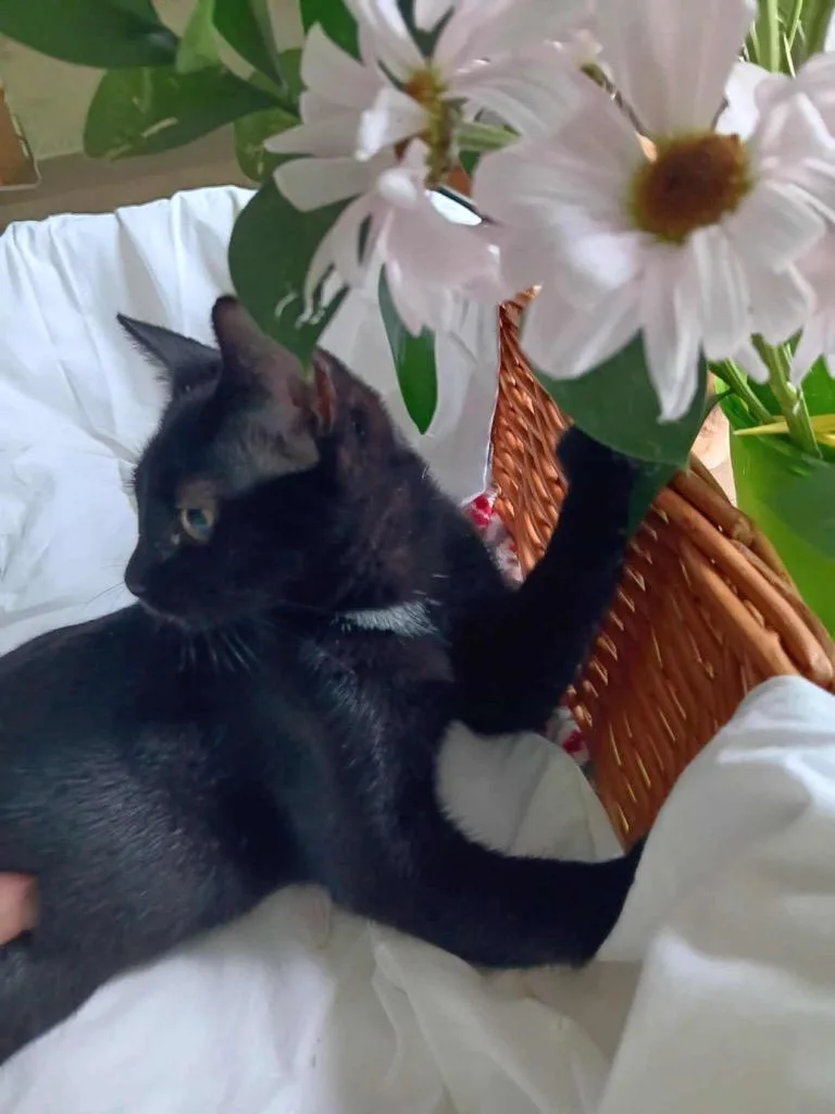 Qtip Aka Quinn Prospect thumbnail 2