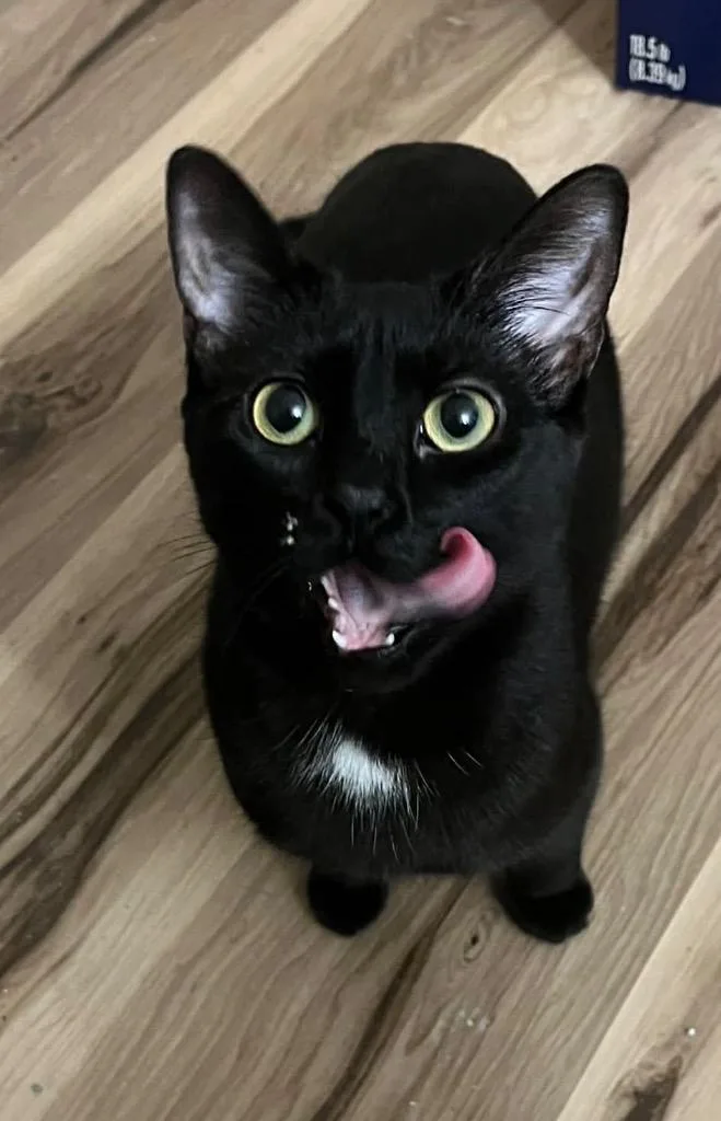 Qtip Aka Quinn Prospect thumbnail 3