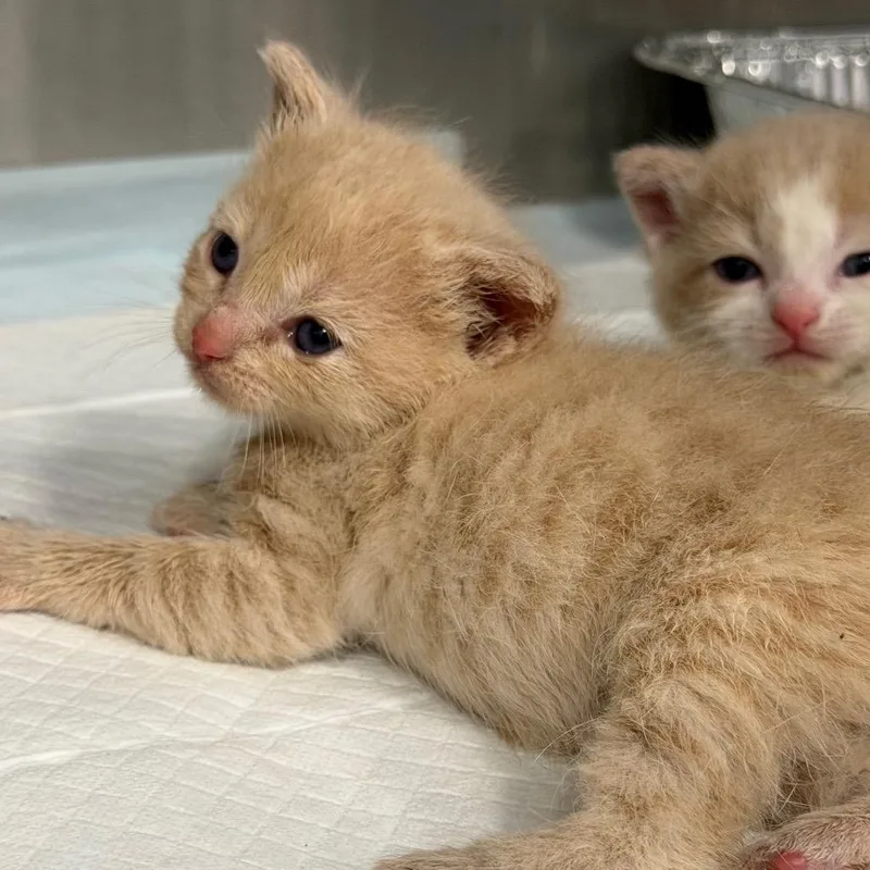 A baby small-sized female Buff / Tan / Fawn Domestic Short Hair cat named Tarsier for adoption in Greensboro, NC