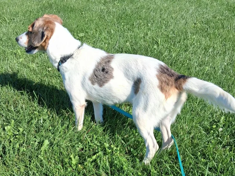 A young small-sized female Beagle dog named Ivy for adoption in Fremont, OH