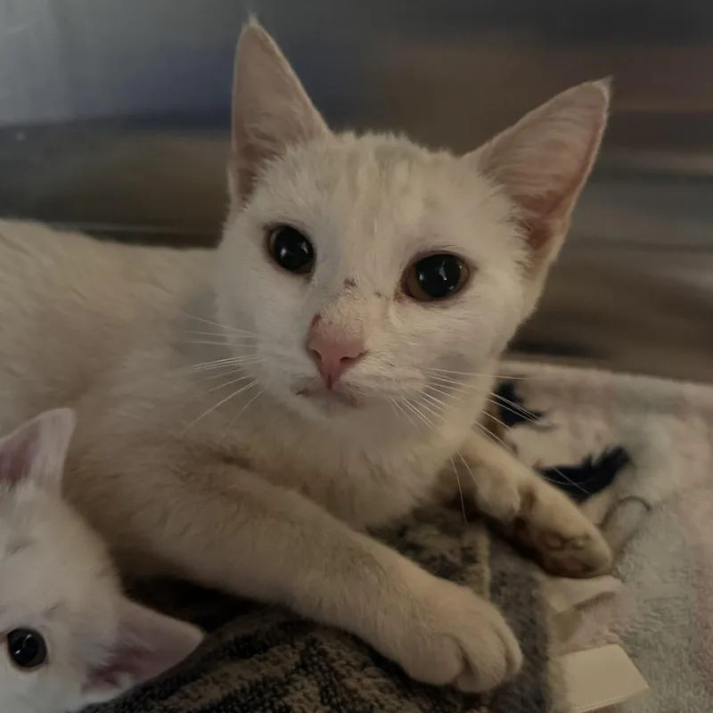 A young medium-sized female White Domestic Short Hair cat named Kevaige for adoption in Rocky Mount, VA