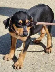 A baby small-sized male Doberman Pinscher dog named Flac for adoption in Washington, DC