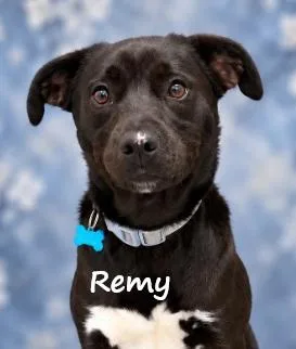 A young medium-sized male Black Labrador Retriever dog named Remy for adoption in Aurora, NE