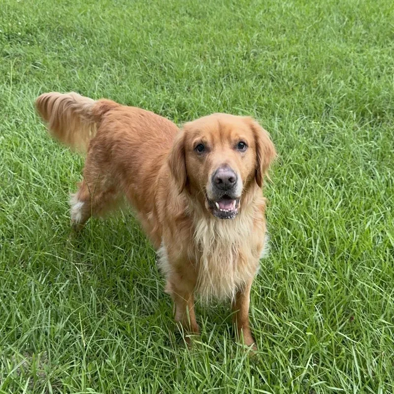 An adult large-sized male Golden Retriever dog named Dango for adoption in New Orleans, LA
