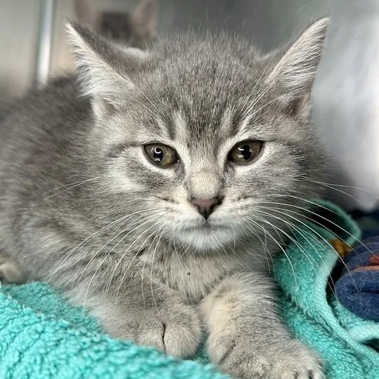 A baby small-sized female Gray / Blue / Silver Domestic Short Hair cat named Misty for adoption in Matteson, IL