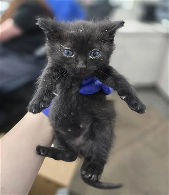 A baby medium-sized female Domestic Short Hair cat named Isadora for adoption in Dallas, TX