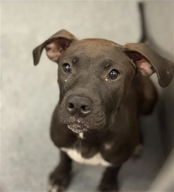 A baby large-sized male Mixed Breed dog named Turbo for adoption in Dallas, TX