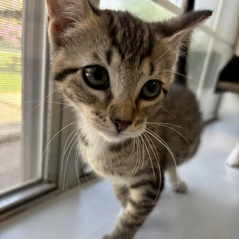 A baby small-sized female Gray / Blue / Silver Domestic Short Hair cat named June Bug for adoption in Carencro, LA