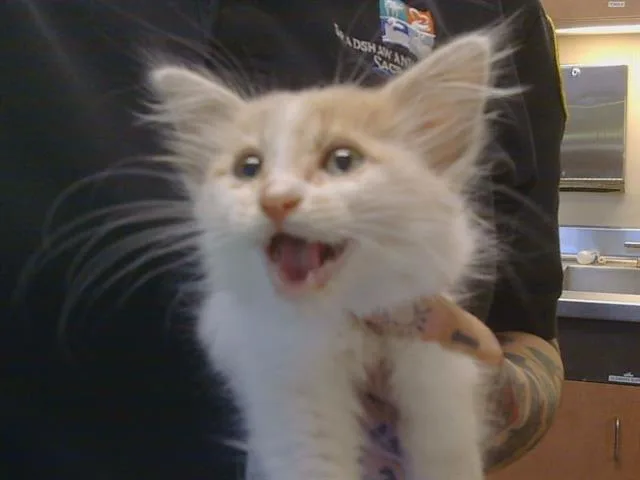 A baby small-sized male Domestic Medium Hair cat named Squirt for adoption in Sacramento, CA
