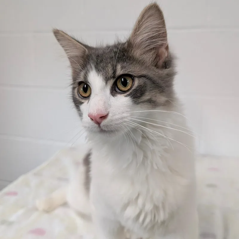 A young medium-sized male White Domestic Short Hair cat named Knuckles for adoption in Walnut Cove, NC