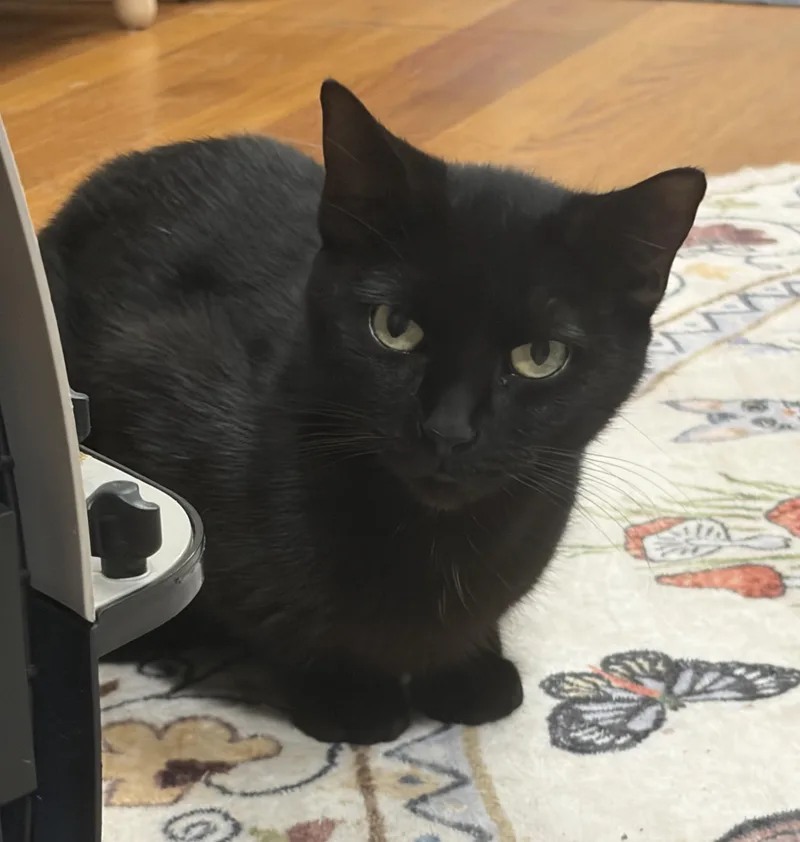 A young medium-sized female Black Domestic Short Hair cat named Moon for adoption in Greensburg, PA