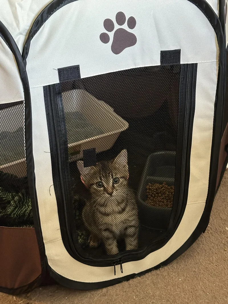 A young small-sized male Domestic Short Hair cat named Beefy layer Burrito for adoption in Lockport, IL